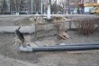 В Воскресенске выявлена бродячая собака, заболевшая бешенством