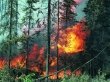 «Не разведёшь костёр в лесу – спасёшь и зайца, и лису!» Внимание всем! Введён особый режим!	