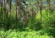 В Подмосковье ведется активная работа по противопожарному обустройству лесов