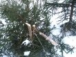 В Подмосковье началась спецоперация «Ёлочка»