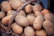Власти региона рекомендуют подмосковный картофель
